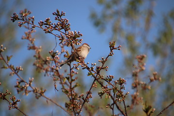 bird and flowers