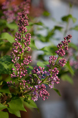 Syringa. Lilac branch with unopened buds on the background of foliage.
