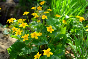 Bright yellow swamp flowers. The marshmallow (lat. Caltha palustris) is a herbaceous perennial plant of the family Ranunculaceae (Ranunculaceae). Close up.