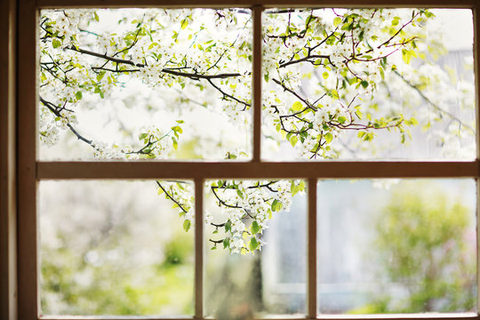 Fototapeta Closeup of modern white lace curtains with view through glass window on garden in spring or summer with sakura, cherry blossom flowers tree