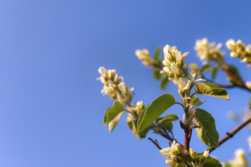 White small amelanchier flowers against a clear blue sky.