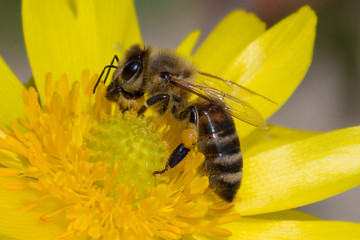 Honey bee, pollination process
