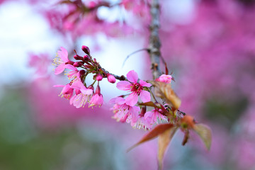 Beautiful of close up Wild Himalayan Cherry. Pink Thai Cherry blossom in tropical forest in northern Thailand.