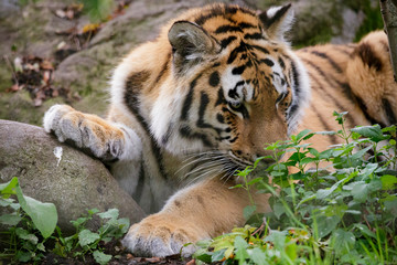 Siberian tiger panthera tigris altaica