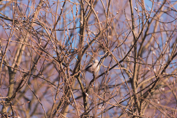 tit sits on branches at sunset in spring