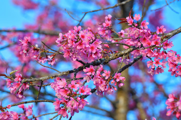 Beautiful of close up Wild Himalayan Cherry. Pink Thai Cherry blossom in tropical forest in northern Thailand.
