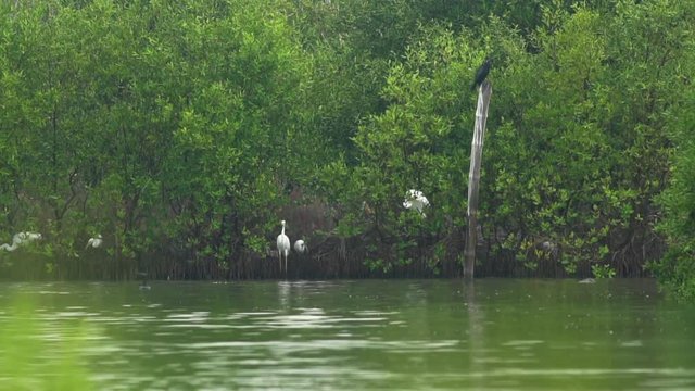Painted Stork, Spot billed Pelican, Cormorants, Egret and Tern feeding in wet land, mangrove forest is a natural breakwater. Mangrove forest is the habitat of animals and aquatic animals.