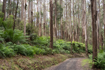 Fototapeta premium Ferns and trees on the side off a rainforest road - Victoria, Australia