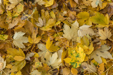 autumn tree leaves on the ground