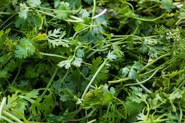 Green coriander Leaves, agriculture and food concept, can be used as a background