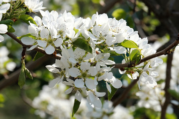 Wild Apple tree, flowering. White small flowers. Spring color. Concept garden, cottage, garden. Future harvest.