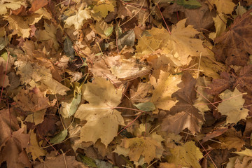 brown and yellow maple leaves