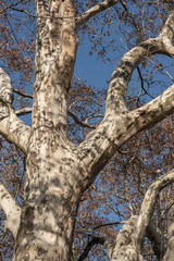 Fototapeta na wymiar autumn tree branches of plane tree