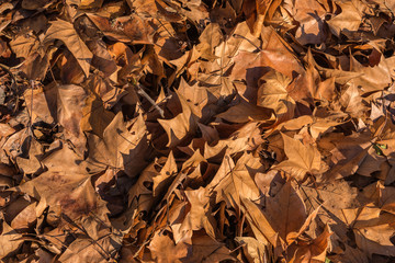 brown maple leaf in autumn