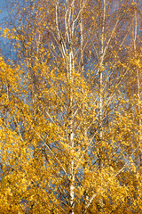 Birch tree top against cloudy sky