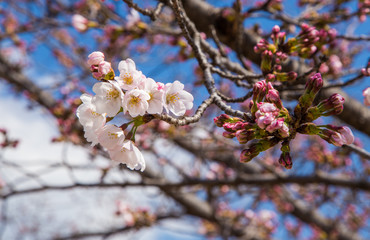 Cherry blossom or Sakura in Japan