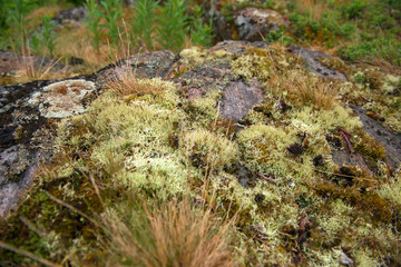 Moss covers the rocky shore of the White Sea