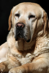 Portrait Of Beautiful Labrador Retriever