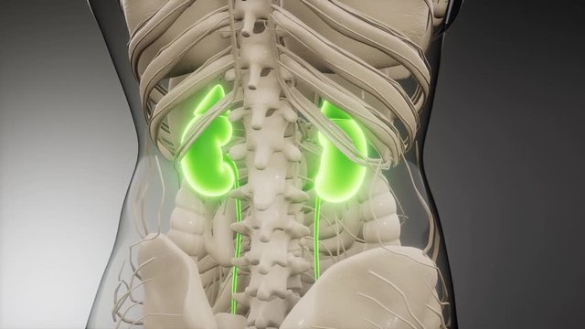3d rendered medically accurate illustration of the kidneys