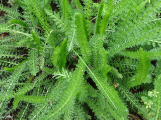 Schafgarbe - Achillea millefolium