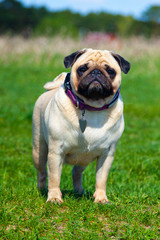 Pug dog stands on green grass.