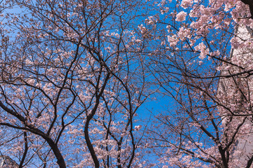 Beautiful Cherry blossom or sakura in old downtown Kyoto, Japan