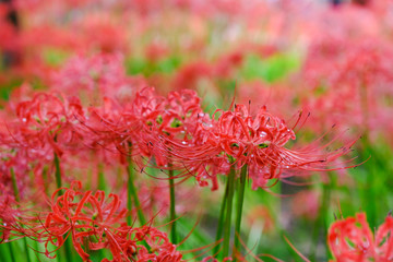 埼玉 巾着田の彼岸花(ヒガンバナ)