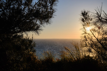 Pine trees in the foreground and sunset over the sea in the background