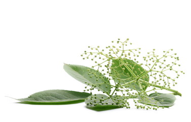 Elder or elderberry isolated on white background
