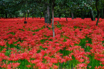 埼玉 巾着田の彼岸花(ヒガンバナ)