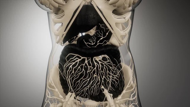 3d illustration of human digestive system parts and functions