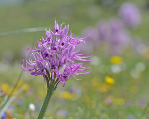 Naked Man Orchid (Orchis italica), Greece