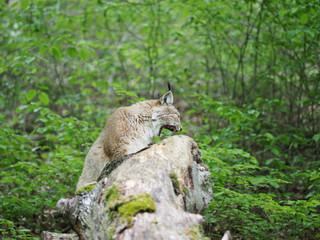 Luchs im Portrait