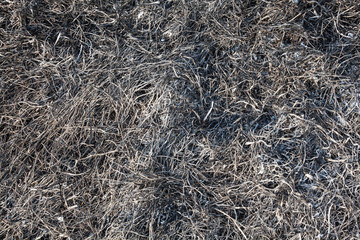 Burnt grass