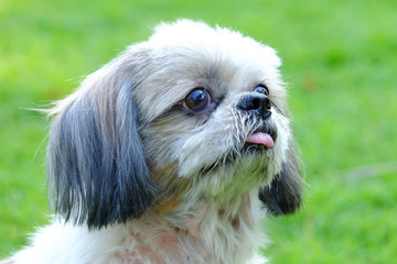 Innocent face of young Shih Tzu dog, long tongue and doubtful, on fresh green field