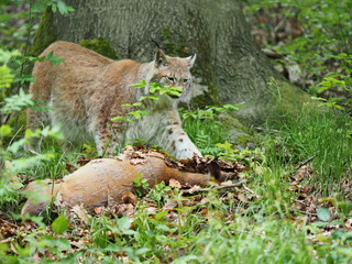 Luchs an seiner Beute