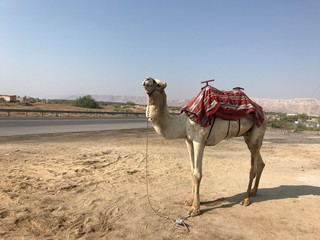 camel in the desert