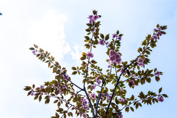 Cherry tree blossom