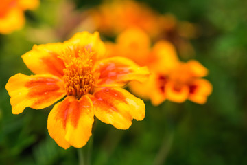 Greeting card with close-up of tagetes flower