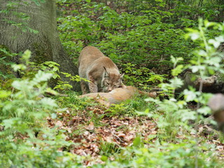 Obraz premium Luchs frisst erbeuteten Rehbock