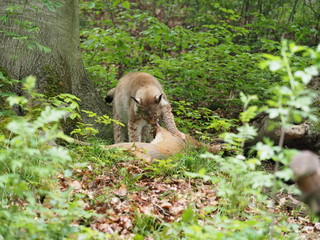 Luchs frisst erbeuteten Rehbock