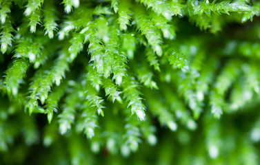 Green moss