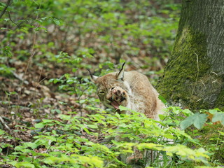 Luchs putzt sich blutverschmierte Pfote