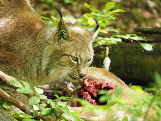 Fototapeta premium Luchs frisst Reh