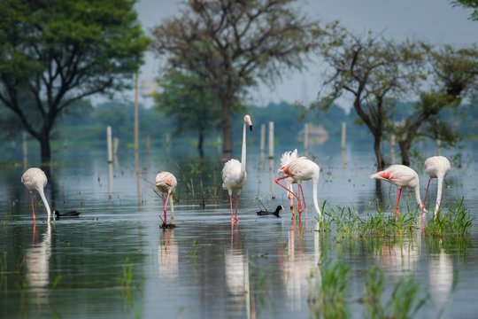 Greater flamingo flock in natural habitat in early morning hour during monsoon season. beautiful nature paining created by these flamingos with reflection in water at keoladeo national park, bharatpur