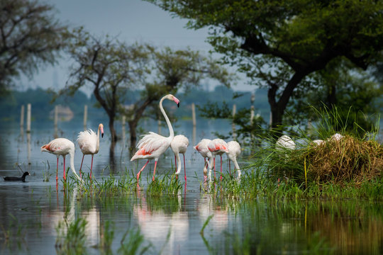 Greater flamingo flock in natural habitat in early morning hour during monsoon season. beautiful nature paining created by these flamingos with reflection in water at keoladeo national park, bharatpur