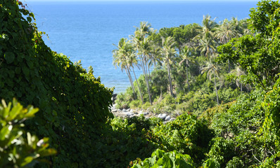 Fototapeta na wymiar (Selective focus) Stunning view of a beautiful tropical forest with palm tress and turquoise sea during a sunny day in Phuket, Thailand.