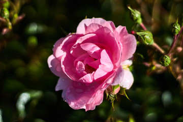 Pink rose in the grass