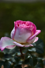 White and pink rose bokeh photography