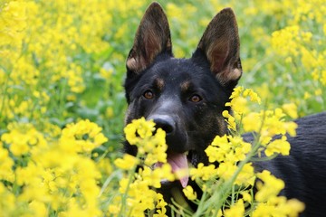 black german shepherd head portrait in a rape seed field